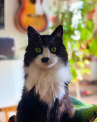 Close-up portrait of a cat