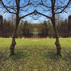 Trees on field against sky