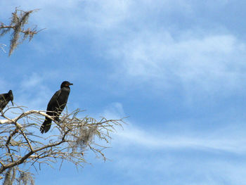 Low angle view of bird perching on bare tree against sky