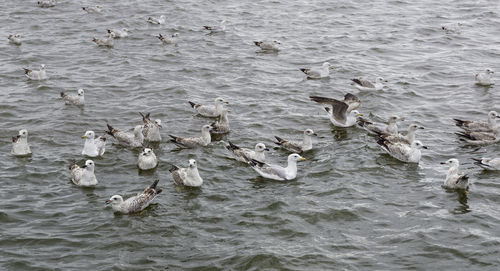 Seagulls flying over sea