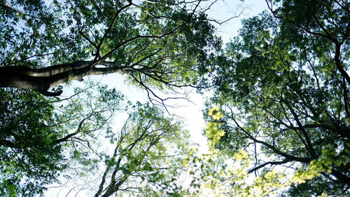 Low angle view of trees against sky