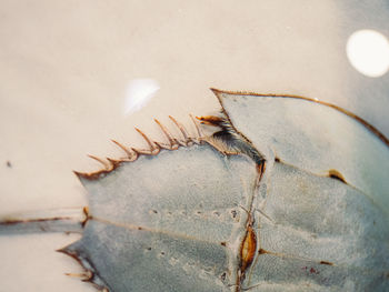 High angle view of crab on dry leaf