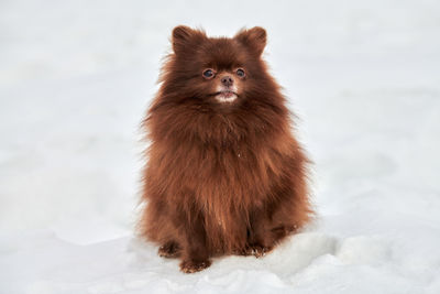 Portrait of dog on snow