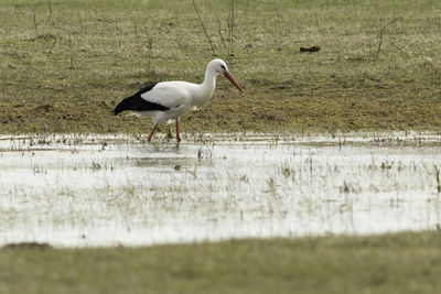 Side view of a bird walking on beach