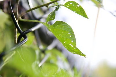 Close-up of raindrops on plant leaves