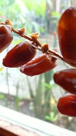 Close-up of red fruit on tree