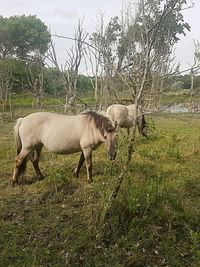 Horse standing on field against sky