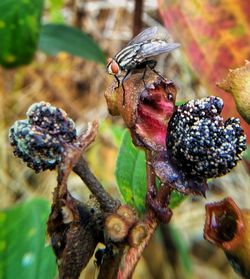 Close-up of insect on plant