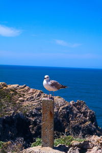 Seagull perching on rock by sea against blue sky