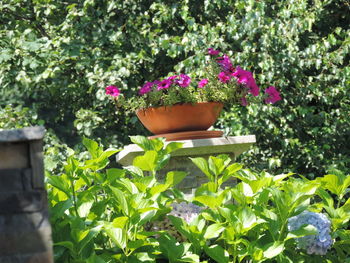 Close-up of potted plant in yard