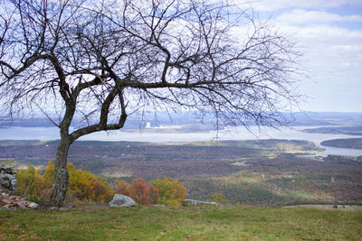 Bare tree on field against sky