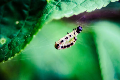 Close-up of insect on leaf