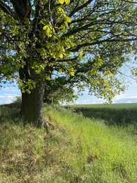 Trees growing in field