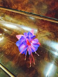 Close-up of flower blooming in water