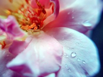 Close-up of pink flower