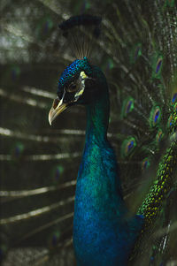 Close-up of peacock
