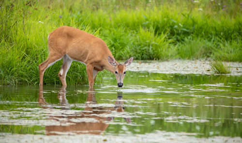 Side view of horse drinking water