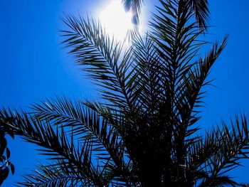 Low angle view of palm tree against blue sky