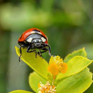 Close-up of butterfly on leaf