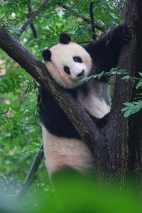 Panda climbing tree in forest