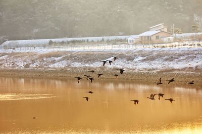 Birds flying over lake