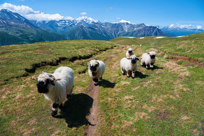 Valais black nose sheep in the swiss alps near rosswald, switzerland