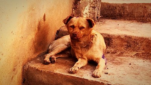 Portrait of a dog