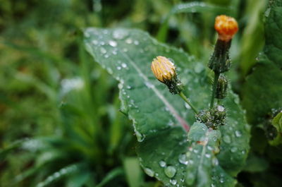 Close-up of water drops on plant