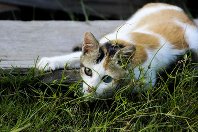 Portrait of a cat lying on grass