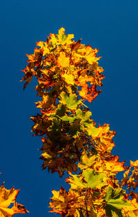 Low angle view of yellow flowers against clear blue sky