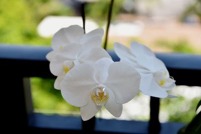 Close-up of white flowers blooming outdoors