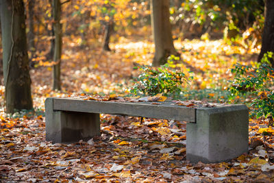 Sunlight falling on bench in park during autumn