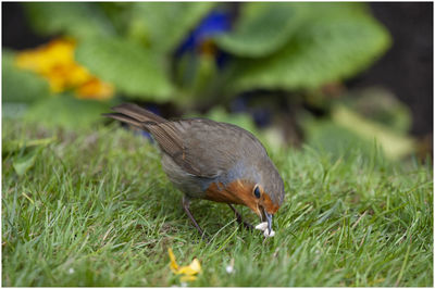 Close-up of a bird on field