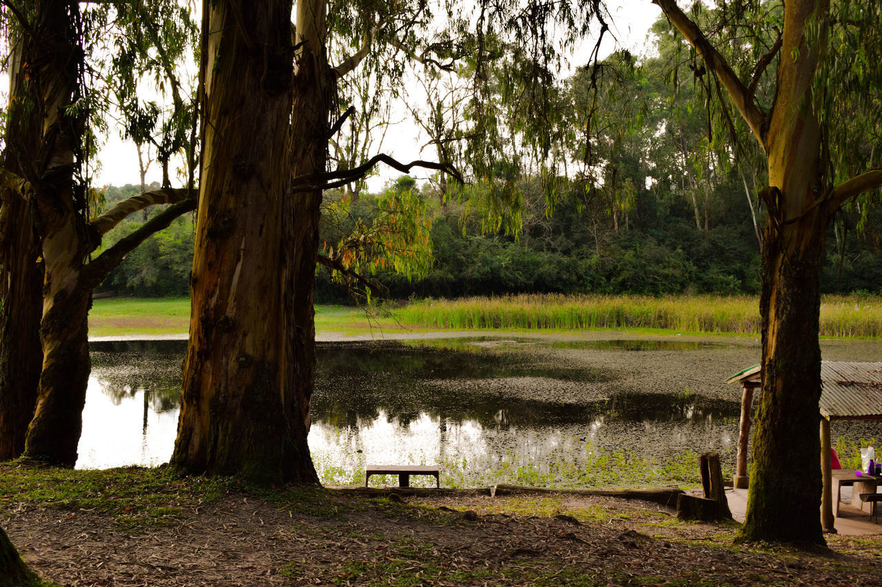 TREES AND BENCH IN LAKE