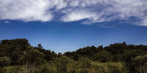 Low angle view of trees against sky