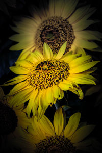 Macro shot of sunflower