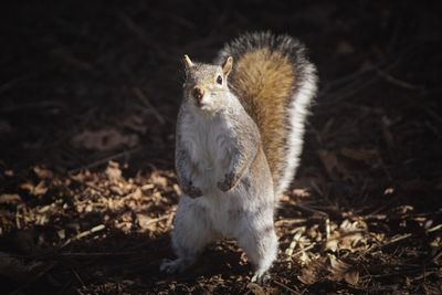 Close-up of squirrel on land