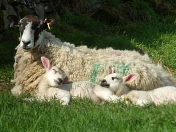 Sheep in a field