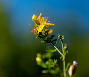 Close-up of yellow flowering plant