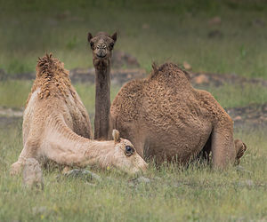 Camel grazing on field