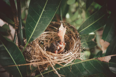 High angle view of bird in nest