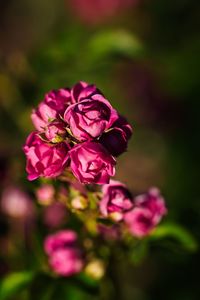 Close-up of pink rose