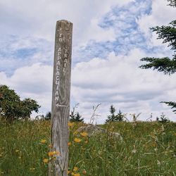 Low angle view of tree against sky