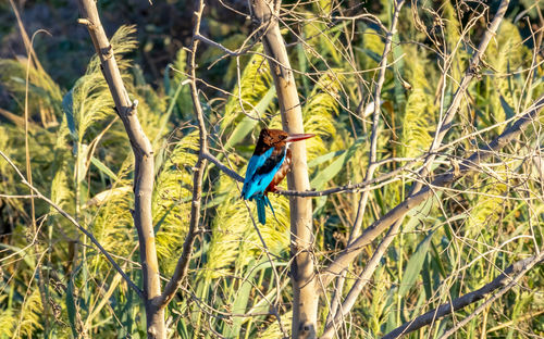 Bird perching on a tree