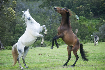 Horses running in a field