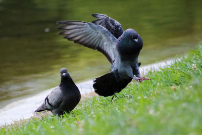 Pigeons on a grass