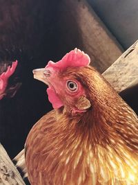 Close up chicken 