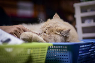 Close-up of cat relaxing on wicker basket