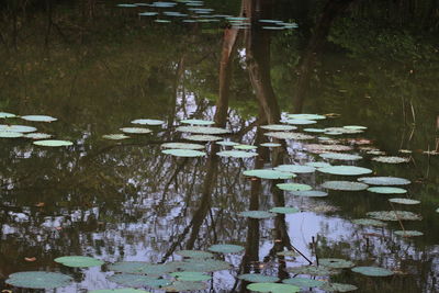 Reflection of trees in water