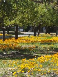 Yellow flowers in park